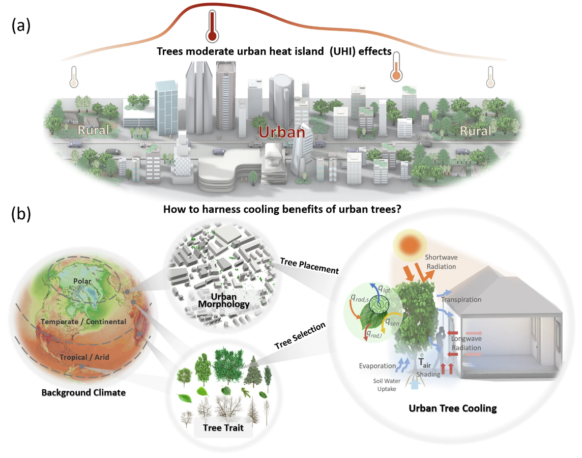 New Paper On The Cooling Effect Of Urban Trees Published In 