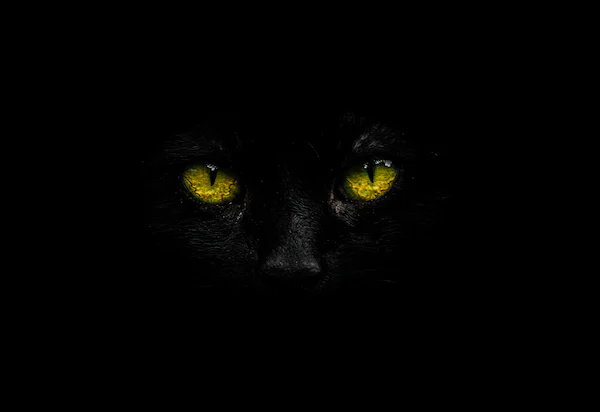 This image has an empty alt attribute; its file name is black-cat.webp