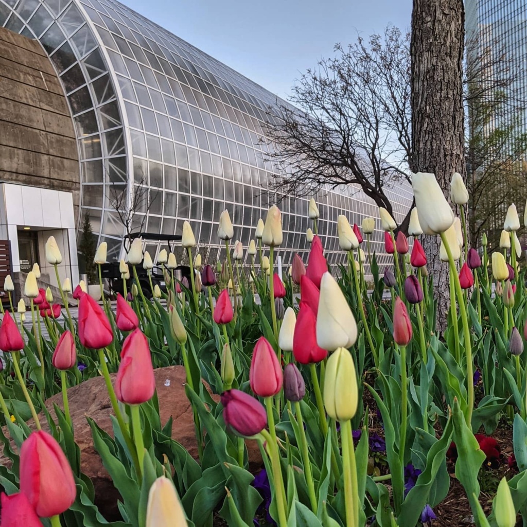 Myriad Botanical Gardens festival to celebrate 30,000 tulips